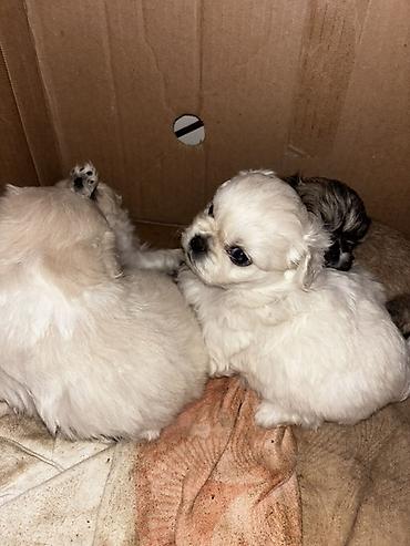 gence it satisi: Pekines, 1 ay — 4