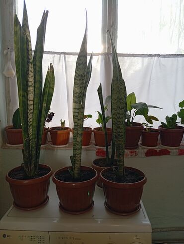 Другие комнатные растения