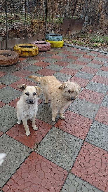 Продажа собак: 7 месяцев, Самец at lalafo.kg — 4 Продажа собак: 7 месяцев, Самец — 4