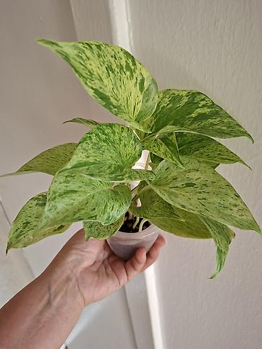 Сингониумы: Коллекция комнатных растений — подборка декоративно-лиственных — 41