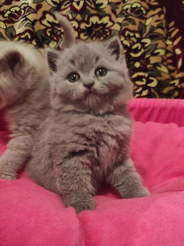 Pişiklər: Britan, Ödənişli çatdırılma — 10