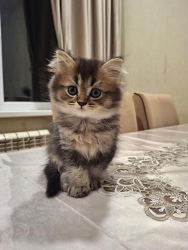 Pişiklər: Britan, Erkək — 3