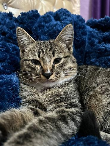 британские котята: Беспородная, 5 месяцев, Мальчик — 1