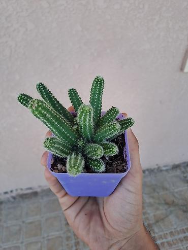 dekorativ ağac topiariya: Məmulat: Mini kaktus (Echinopsis chamaecereus – “Yer fıstığı”/“xiyar” — 3