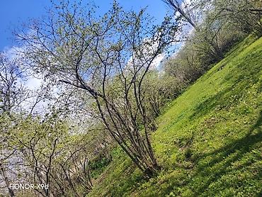 Torpaq sahələrinin satışı: Azərbaycanın ən gözəl guşələrindən biri olan Oğuz rayonu Xaçmaz — 21