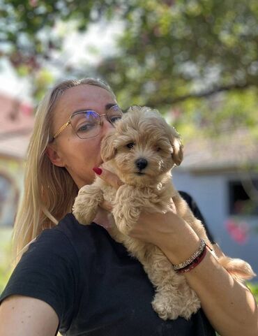 Psi: Maltipoo vrhinske genetike u registrovanoj odgaivacnici Bahu Djokovic na lalafo.rs — 7 Psi: Maltipoo vrhinske genetike u registrovanoj odgaivacnici Bahu Djokovic — 7