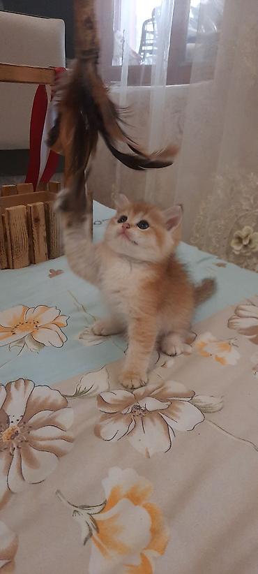 Кошки: Britan winwila tam saglam balalar brona hazirdi ata ana temiz qan — 2