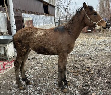 Лошади, кони: Продаю | Жеребенок | Для разведения | Племенные at lalafo.kg — 3 Лошади, кони: Продаю | Жеребенок | Для разведения | Племенные — 3