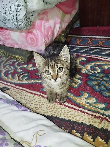 белые котята: Отдам в хорошие руки Котята, домашние. На фото: -Белый котёнок с — 2