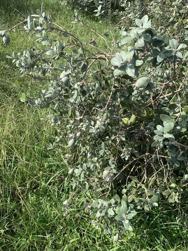 Torpaq sahələrinin satışı: 70 sot, Kənd təsərrüfatı, Bələdiyyə, Texniki pasport — 13