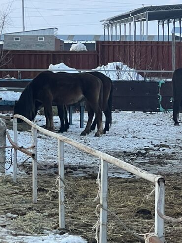 Лошади, кони: Продаю | Кобыла (самка) | Полукровка | Для разведения | Племенные — 5