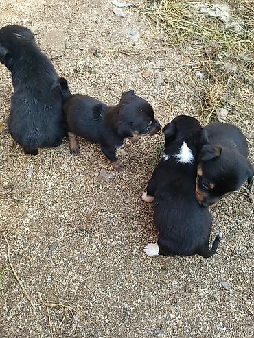 İtlər: Ünvandan götürmə — 6