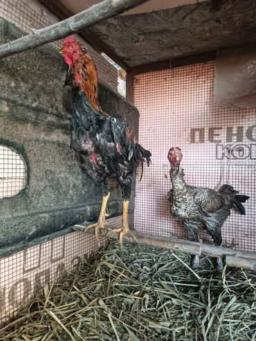 дикие птицы кыргызстана: Продам петуха и 2 курей. Петух Ирокез куры Шамо