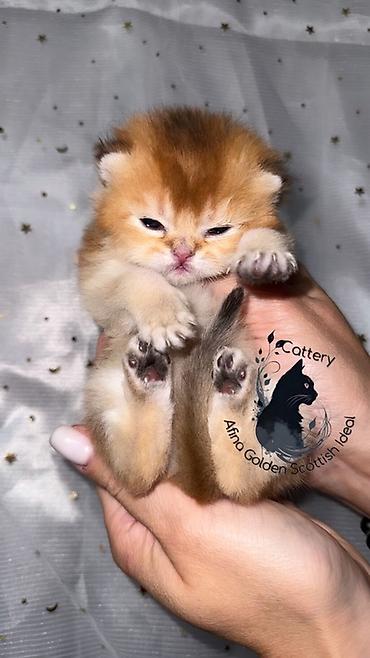 Продажа кошек: Скотиш Страйт (Шотландская прямоухая), 1 месяц, Мальчик, Золотая шиншилла, Приучена к лотку — 4