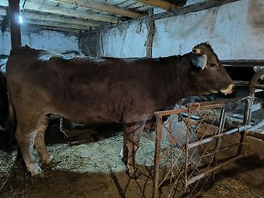 Коровы, быки: Продаю | Бык (самец) | На откорм | Привязанные — 12