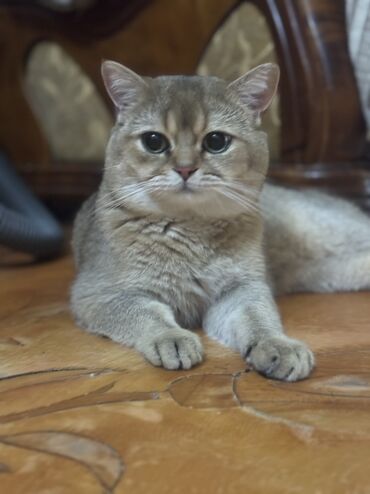 шотландская вислоухая кошка: Британская