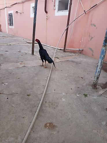 попугай ара цена: Təmiz qara 7ayliqdi qiyməti 100 manat qara qırmızı 6 aylıqdı 70 manat — 5