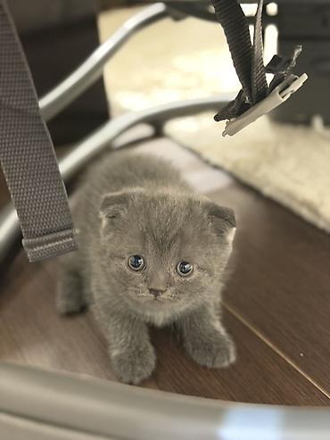 котенок кант: Шотландские вислоухие котята (Scottish Fold) ( мальчики) - Окрас — 3