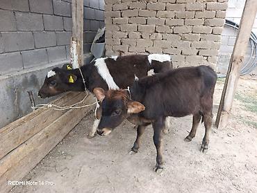 самый лучший сильный умный собака: Продаю | Тёлка | Алатауская | Для разведения, Для молока | Искусственник — 1