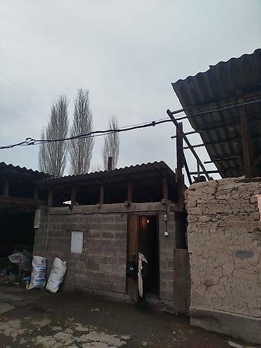 Продажа коттеджей и домов: Продается дом в г. Кара балта 17,5 соток. Мы посадили осенью новый — 10