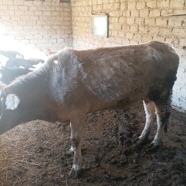 Коровы, быки: Продаю | Корова (самка) | Для молока | Привязанные — 2