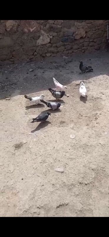 həştərxan quşu: Kom satılır 7qus bir goy bala damdadi dene dusmeyne az qalb üç beş