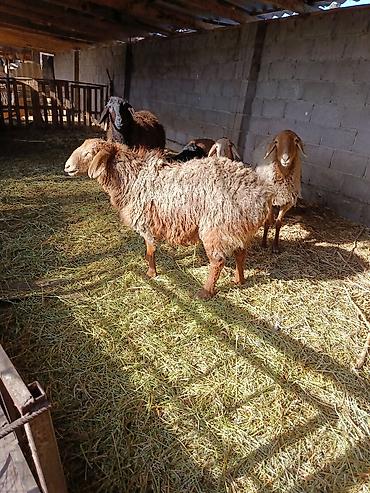 Баран, овца: Продаю | Овца (самка) | Для разведения — 11