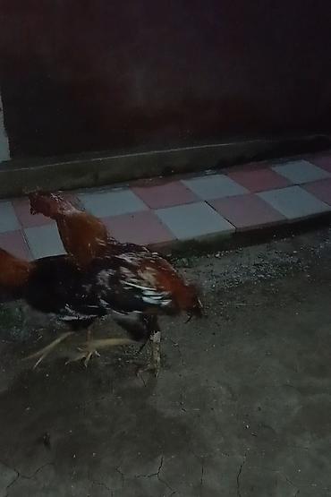 cins ineklerin satisi 2019: Xoruz, Heyratı, il: 1 — 1