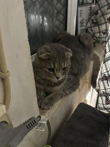 Кошки: Шотландская вислоухая, Самка, В добрые руки, Самовывоз — 2