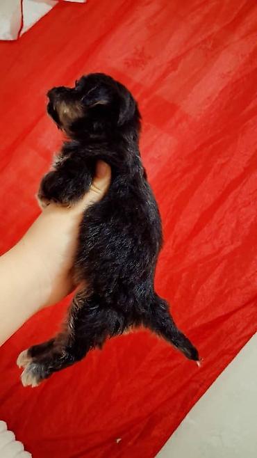 Продажа собак: Пекинес, 1 месяц, Самка — 11