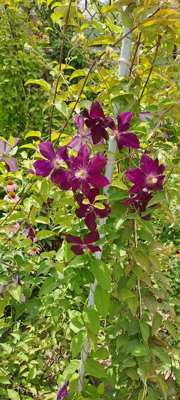 Садовые цветы и кустарники: Саженцы цветка: Клематисы — 5