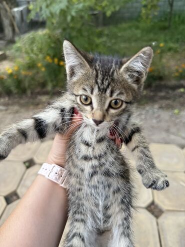 голая кошка сфинкс цена: Скотиш Страйт (Шотландская прямоухая), 1 месяц, Девочка, Серый, Метис