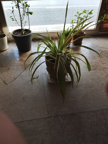 Çöl bitkiləri: Xlorofitum (Spider Plant) – dekorativ ev bitkisi - Növ: Xlorofitum