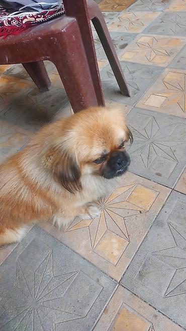 qız it: Pekines, 1 il, Erkək — 4