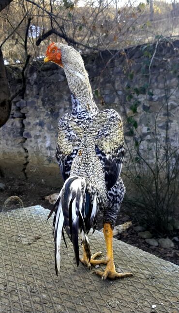 Xoruzlar: Təsvir:salam.hər heyvanın öz qiyməti var hamsını götüren olsa biraz — 1