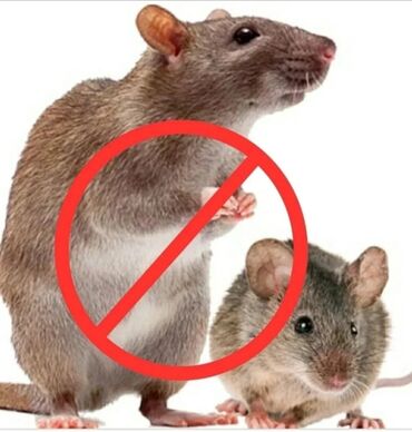 кролики декоративные: Ультразвуковые отпугиватели от крыс и мышей. Лидер продаж в Америке