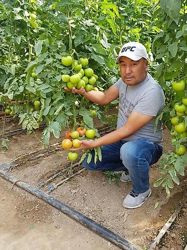 Удобрения и садовая химия: Удобрение Самовывоз — 6