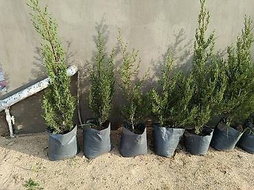 yoncanin qiymeti: Kiparis Şamı hər ölçüdə var — 2