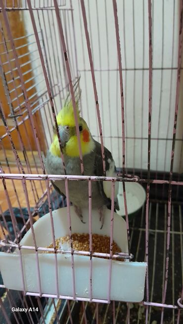 кольчатый попугай цена: Tutuquşu – boz-ağ bədən rəngi, sarı baş və yanaqlarda narıncı