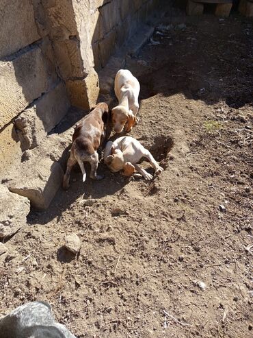 İtlər: Alman qısatüklü ov iti (German Shorthaired Pointer) balaları - Nəsil — 10