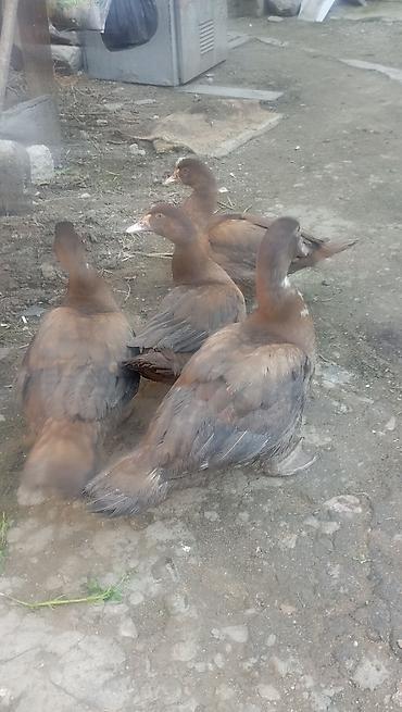 darı qiyməti: 2 erkek 3 dişi çox iri cinsdiler dişilər biri 25 m erkekin biri 30 — 2