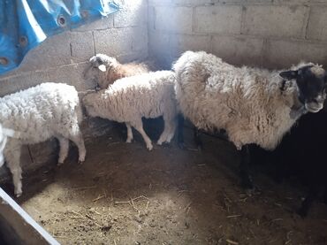 самка: Продаю | Овца (самка), Ягненок, Баран (самец) | Меринос, Романовская | Для разведения