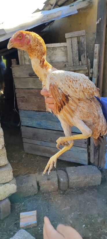 heyratı pleymut: Xoruz, Heyratı, il: <1, Ödənişli çatdırılma