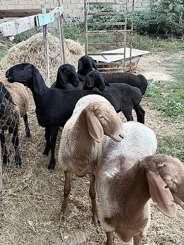 Продам с/х животных: Продаю | Овца (самка) | Арашан | Для разведения — 1