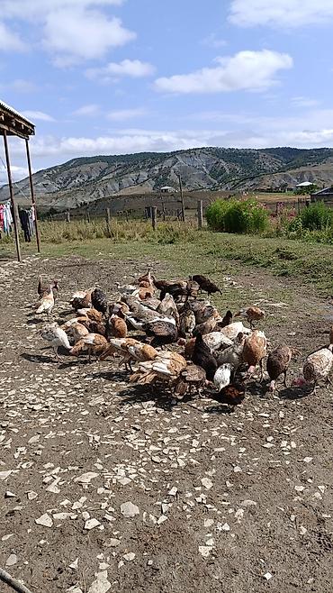 bala dovsanlarin beslenmesi: Məhsul: Təbii şəraitdə bəslənən hind quşları (Türki) - Açıq otlaqda — 1