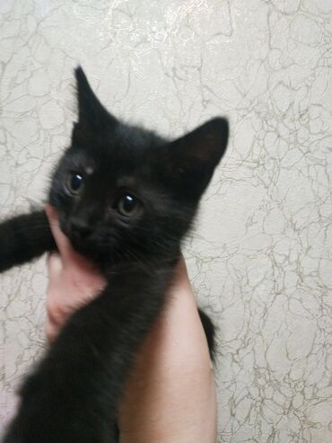 кошка с разными глазами: 2 месяца, Мальчик, Приучена к лотку