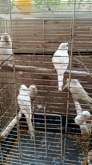 попугай ара цена: Növlər: Dalmatian rəngli (ağ‑mavi, boz zolaqlı) və parlaq limon‑yaşıl — 1