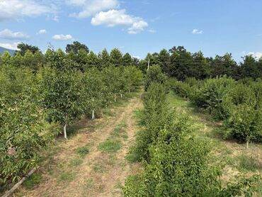Qarajlar: 245 sot, Kənd təsərrüfatı, Mülkiyyətçi, Kupça (Çıxarış)