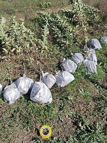 xurma agaci: Xan cinar meyve agaclatlri ekvalit agaci — 1
