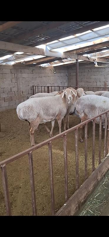 Продам с/х животных: Продаю | Овца (самка), Ягненок | Арашан | Для разведения | Племенные, Котные, Матка — 4